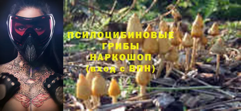 Галлюциногенные грибы GOLDEN TEACHER  Буйнакск 